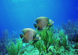 環(huán)境影響評(píng)價(jià)、排污許可證、應(yīng)急預(yù)案